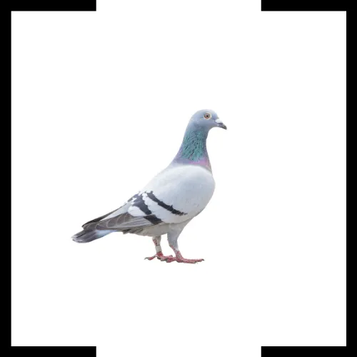 pidgeon